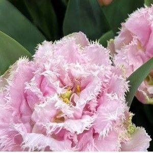 Meet your Posher, Alison